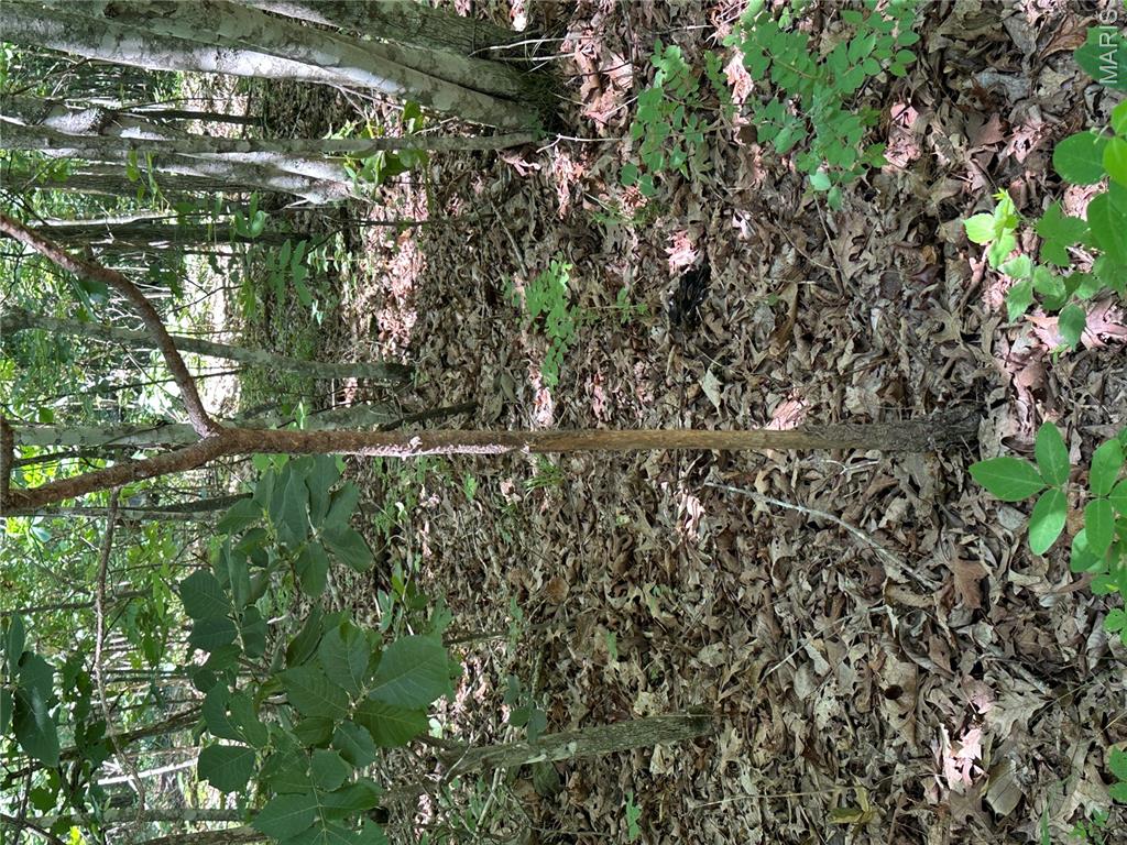 Tbd Highway 49 Property Photo 34