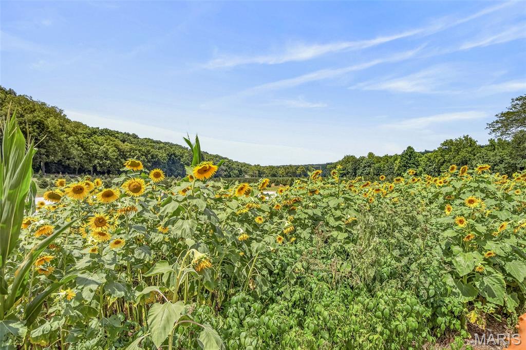 14560 Dry Fork Road Property Photo 19