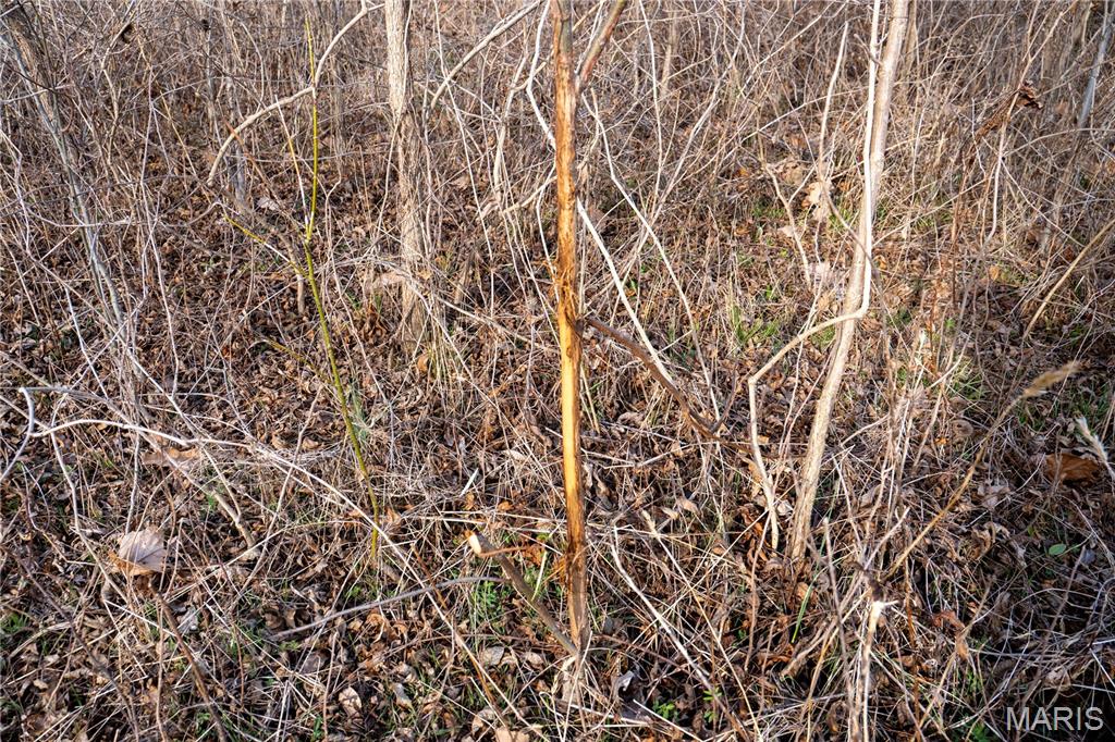 Tract 1 County Road 336 Property Photo 21