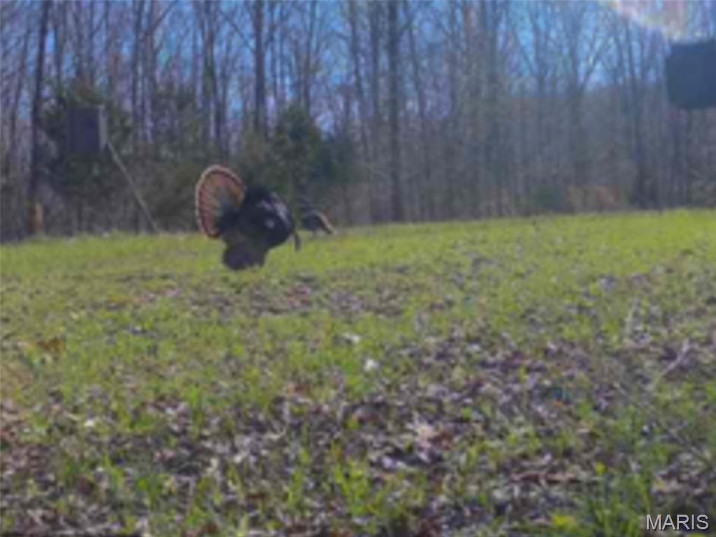 10602 Buford Bottom Road Property Photo 47
