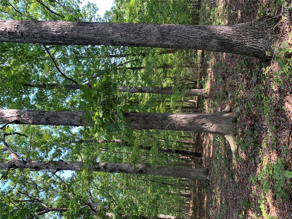 Off Cr 124 Property Photo 13