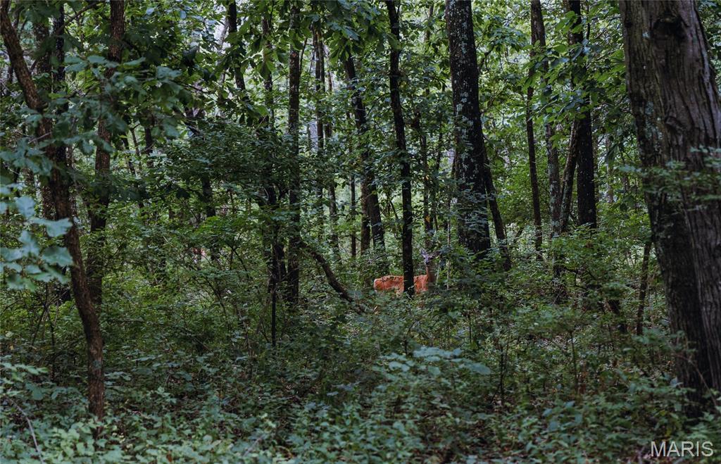 1137 Highway F Property Photo 25