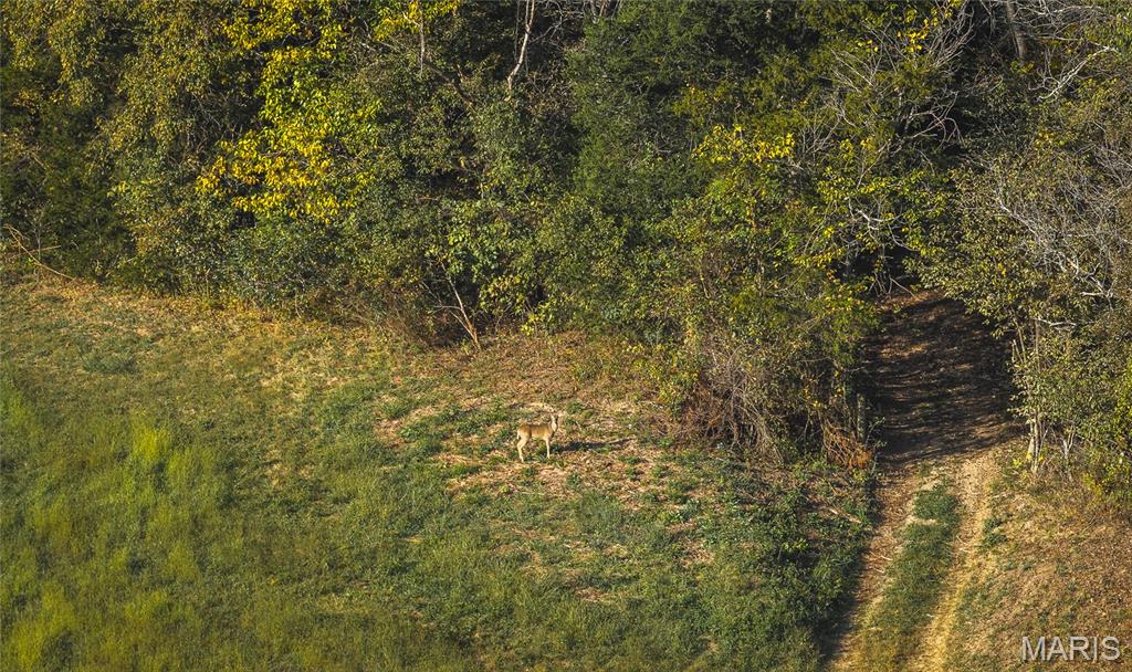 000 Long Spring Tract 2 Property Photo 30