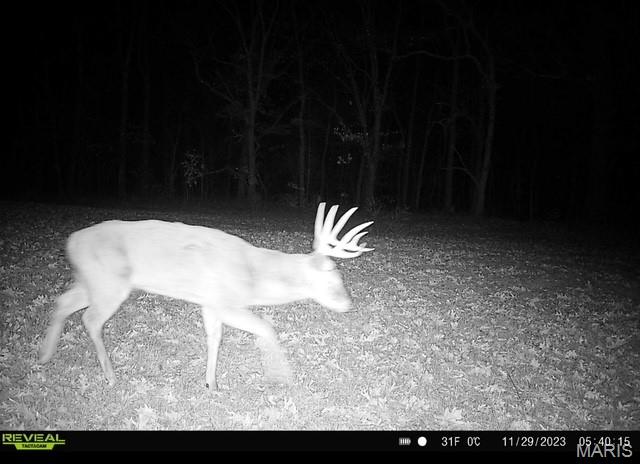 2 Whitetail Ridge Road Property Photo 4