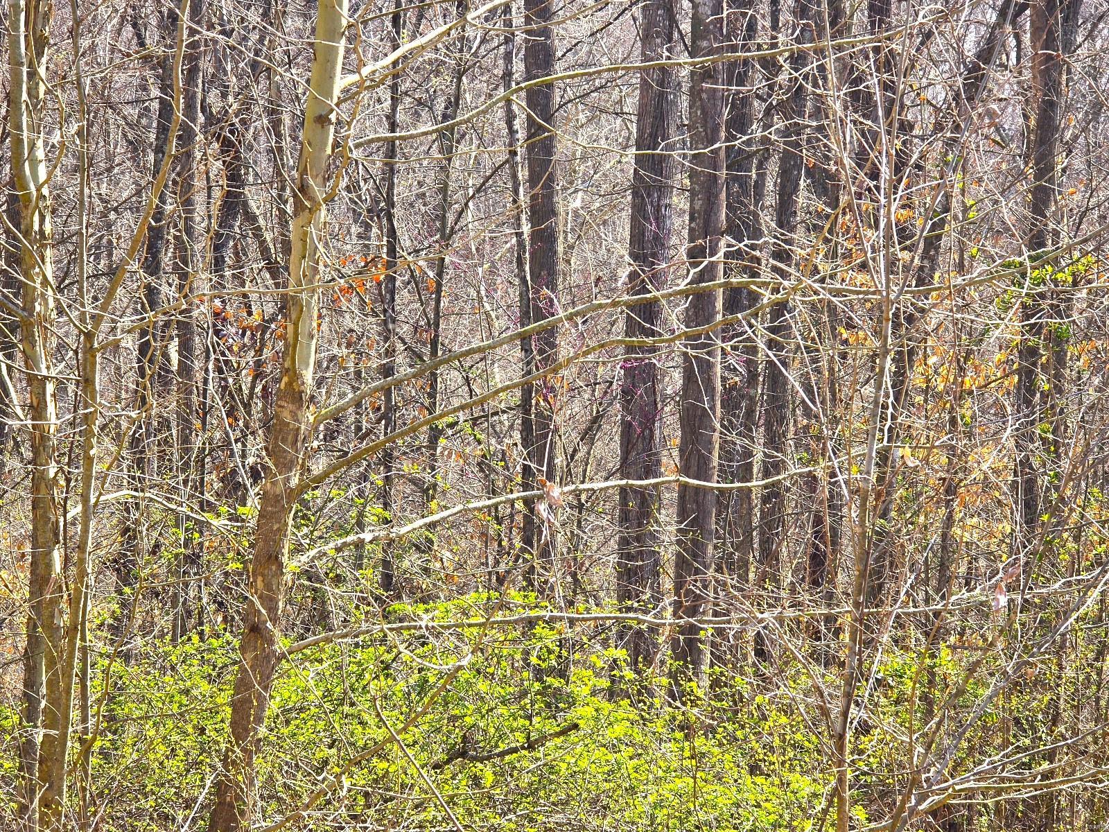 20286 Sherwood Forest Drive Property Photo 7
