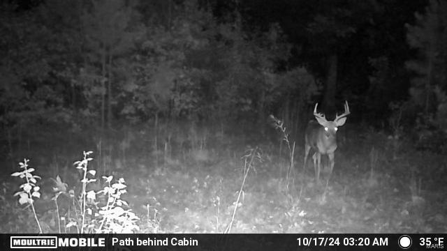 0 (320+/- Acres) Lodge Road Property Photo 19
