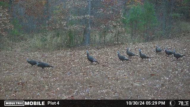 0 (320+/- Acres) Lodge Road Property Photo 20
