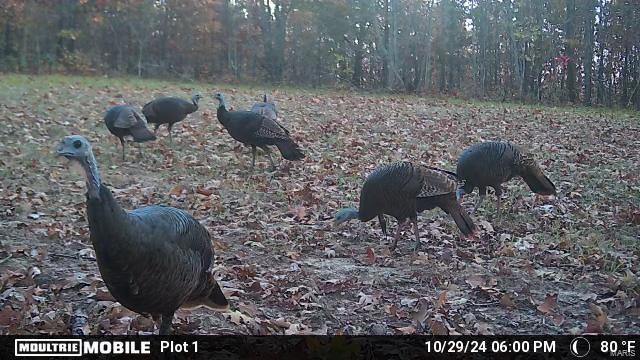 0 (320+/- Acres) Lodge Road Property Photo 21