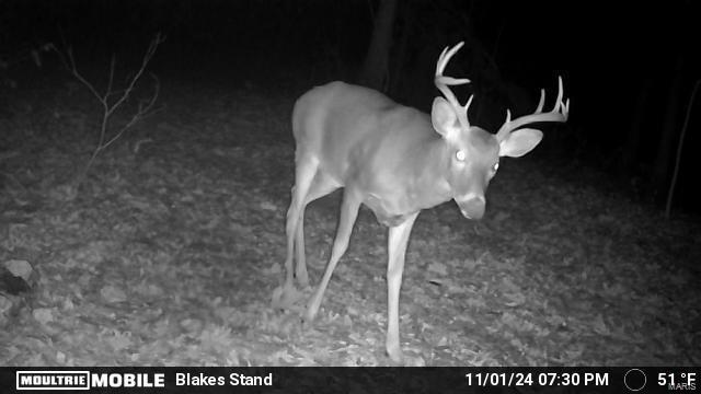 0 (320+/- Acres) Lodge Road Property Photo 22