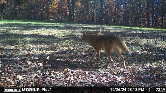 0 (320+/- Acres) Lodge Road Property Photo 24