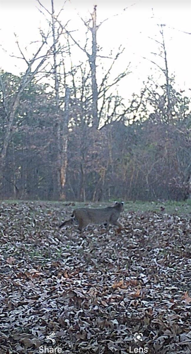 0 (320+/- Acres) Lodge Road Property Photo 32