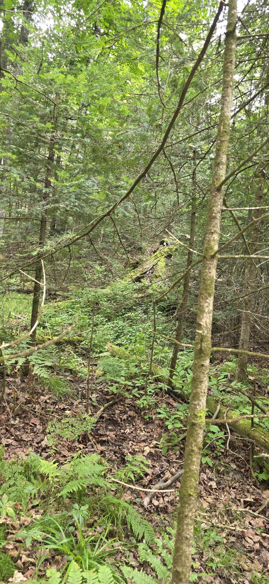 Lt0 Loon Lake Rd