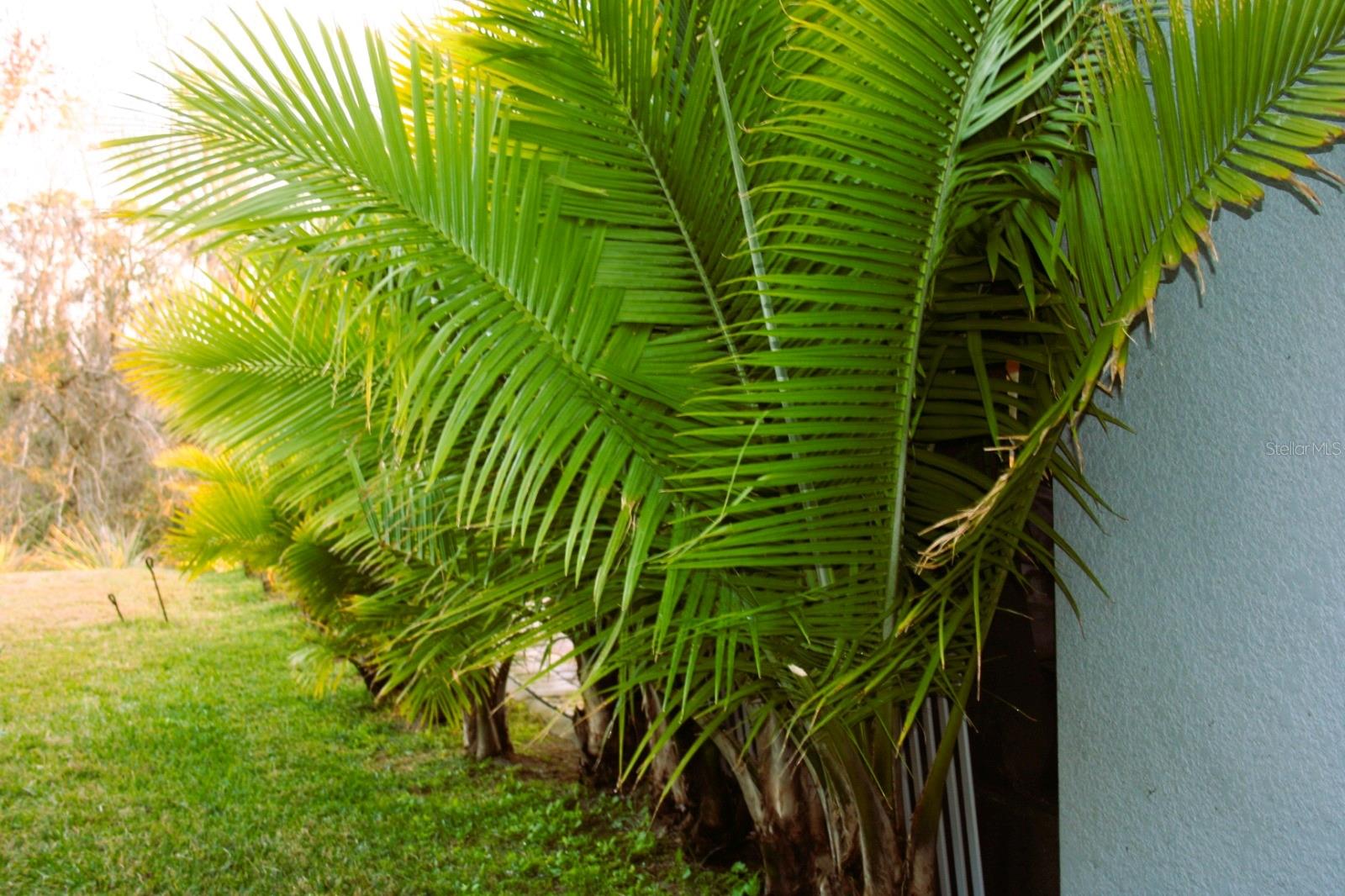 8323 Reefbay Cove Property Photo 16
