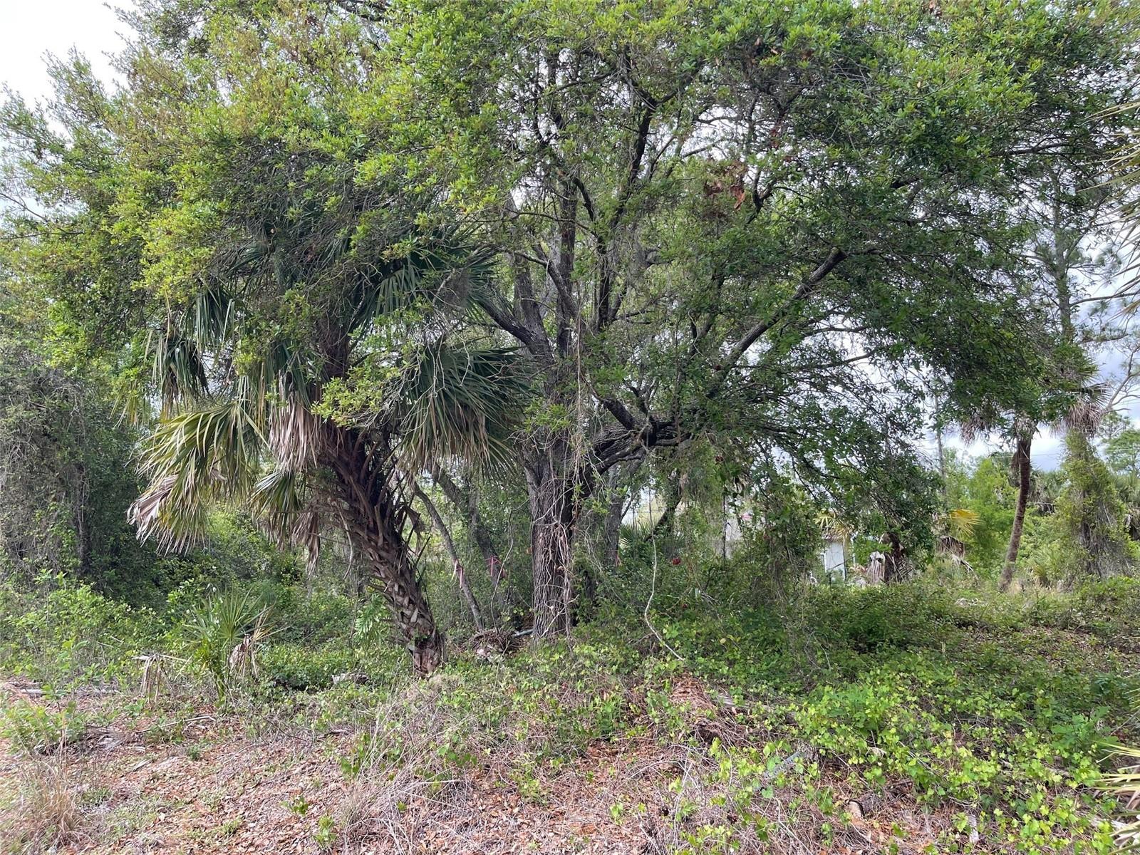 Lot 15 Ananas Rd Property Photo 4