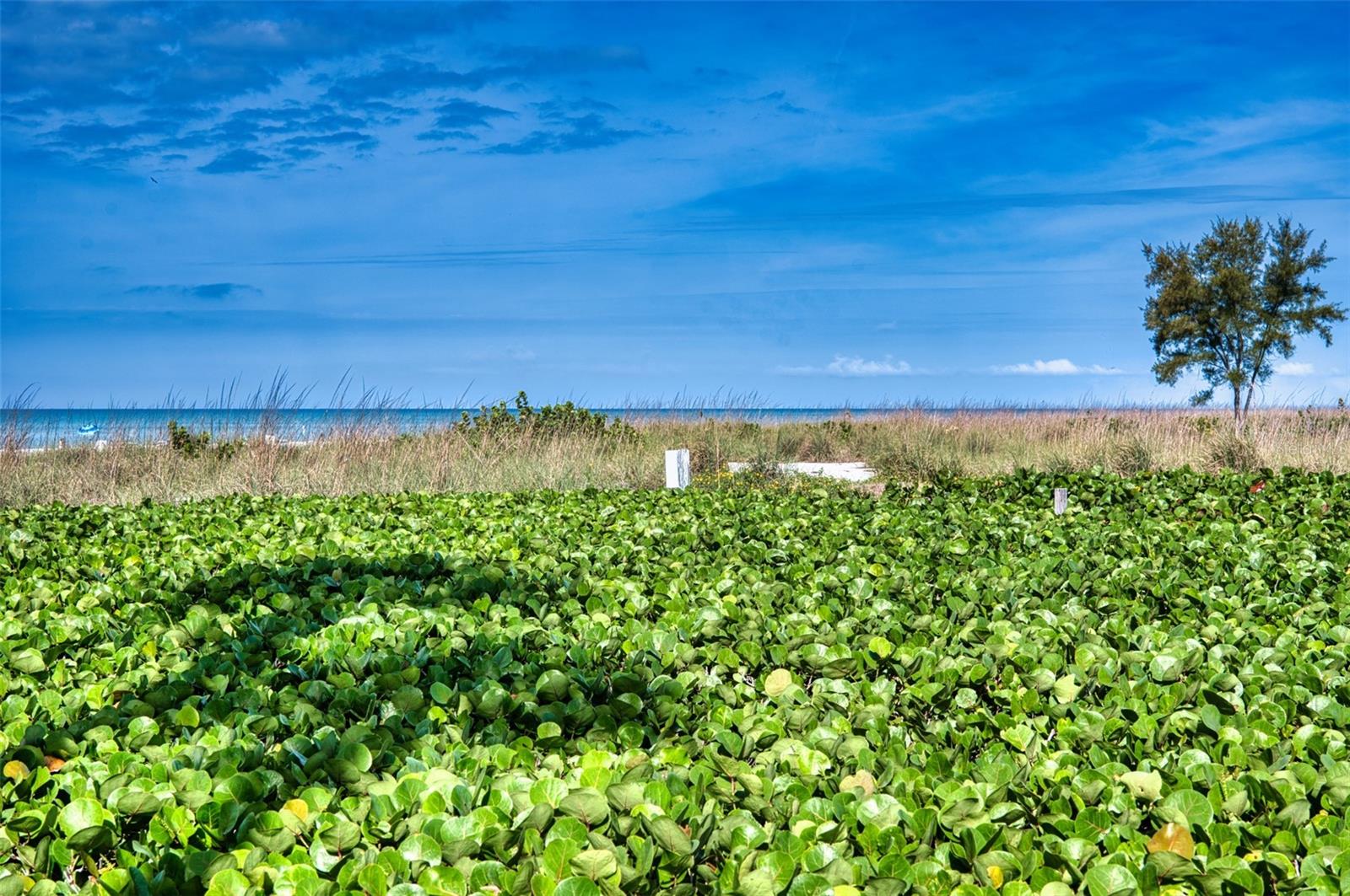 6701 Gulf Of Mexico Dr #332 Property Photo 6