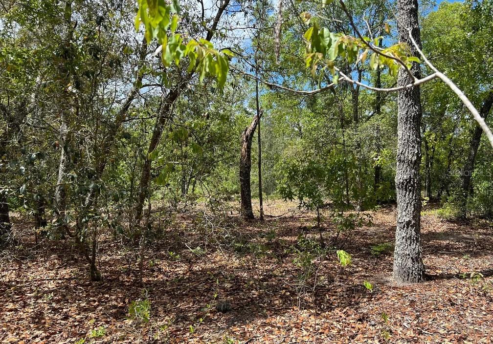 0000 Lady Bug Ln Property Photo 3