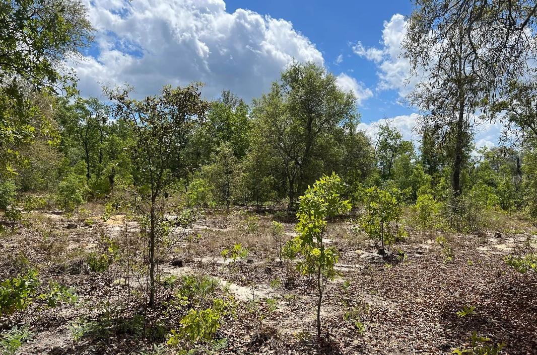 0000 Lady Bug Ln Property Photo 6