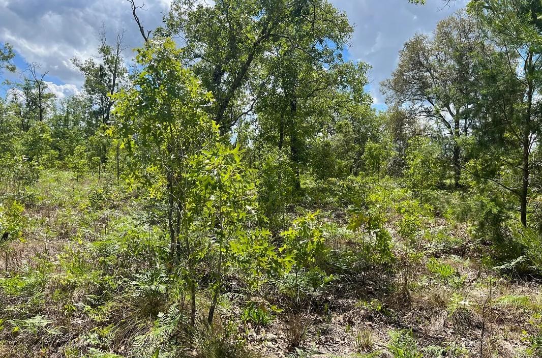 0000 Lady Bug Ln Property Photo 9