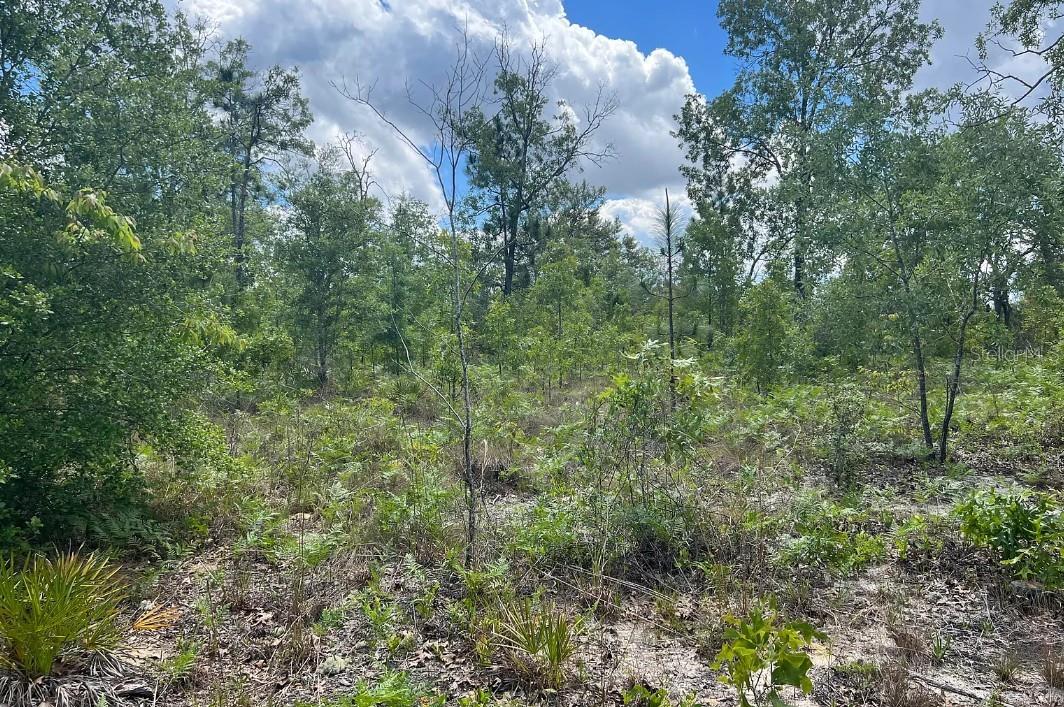 0000 Lady Bug Ln Property Photo 10