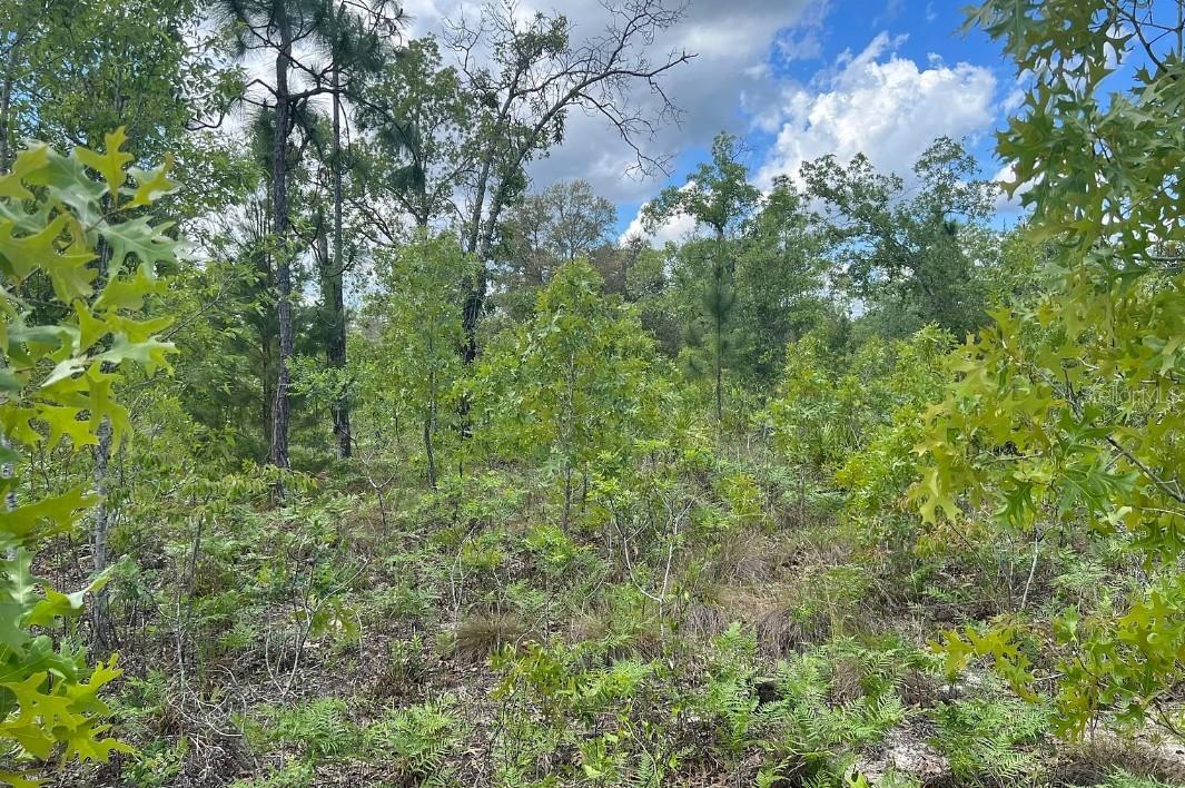 0000 Lady Bug Ln Property Photo 11