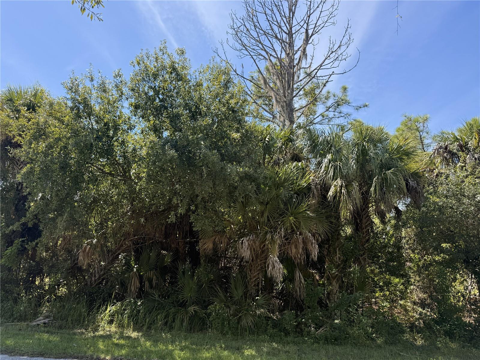 Lot 16 Walmsley Ave Property Photo 1