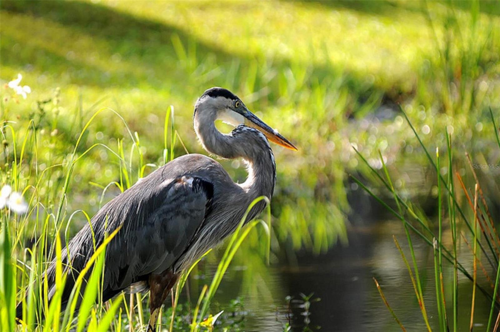 16446 Belo Ct Property Photo 37