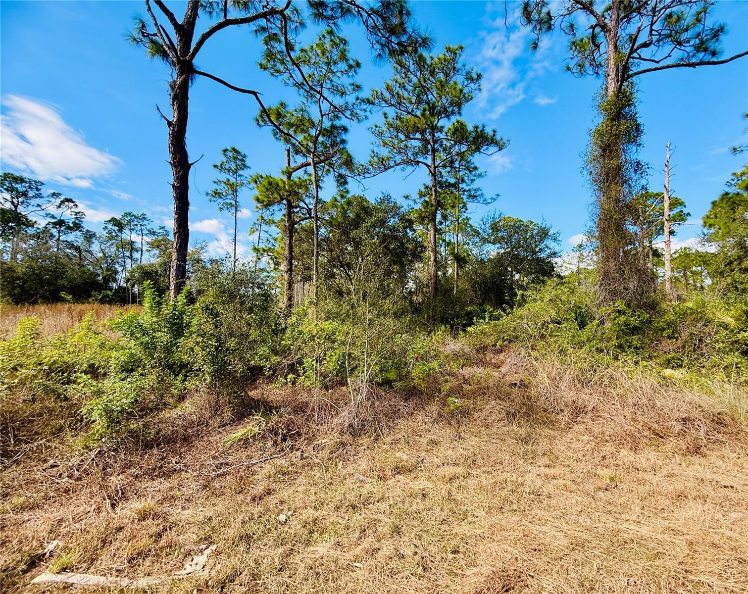 2007 Truman Ave Property Photo 3