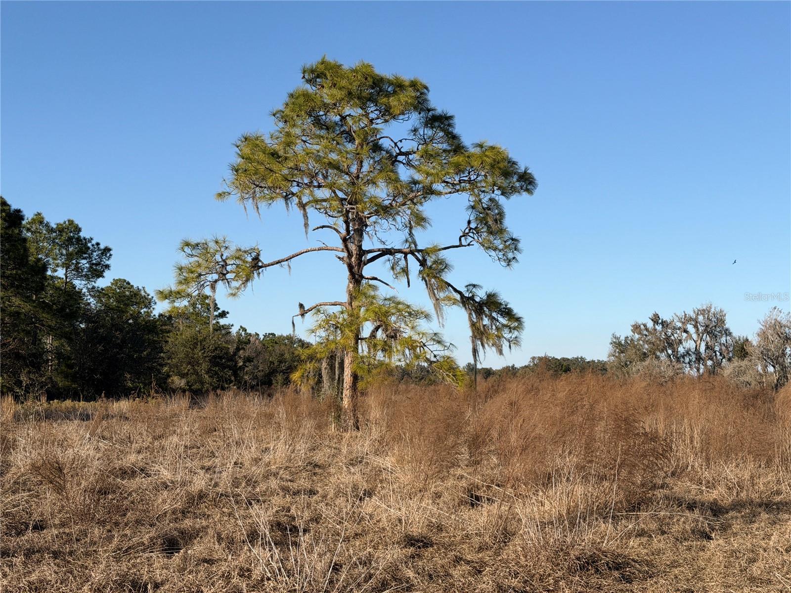 100ac Ne Hwy 17 Property Photo 6