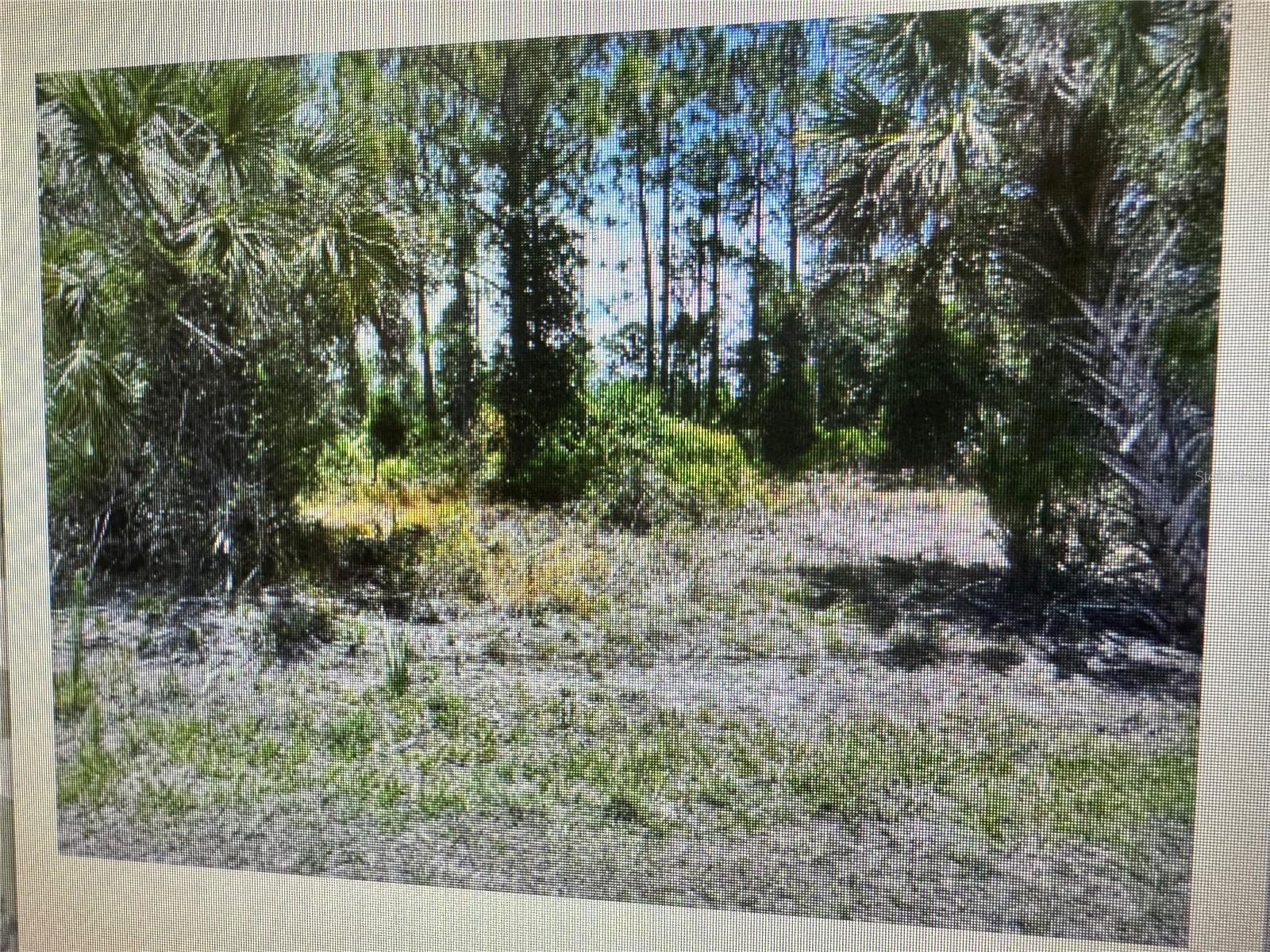 Sago Palm Rd Property Photo 2