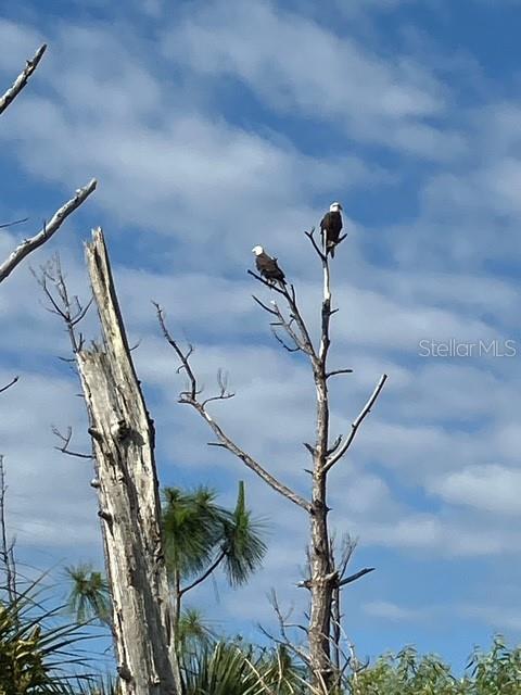13217 Scrub Jay Ct Property Photo 49