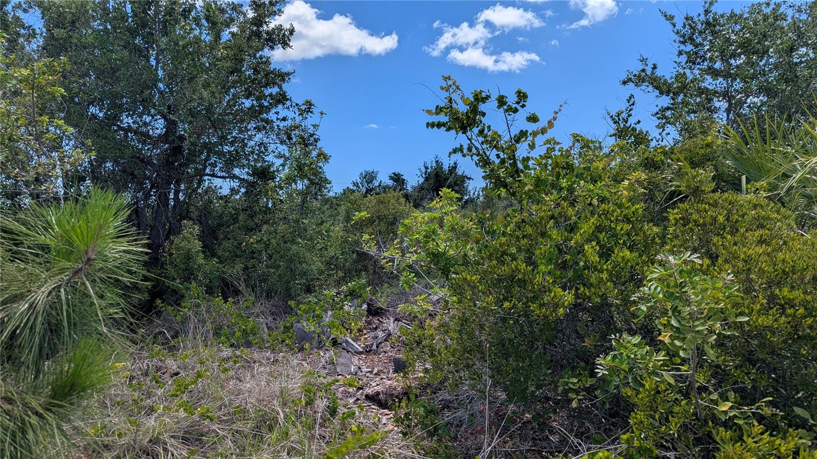 13493 Abutilon Ln Property Photo 3