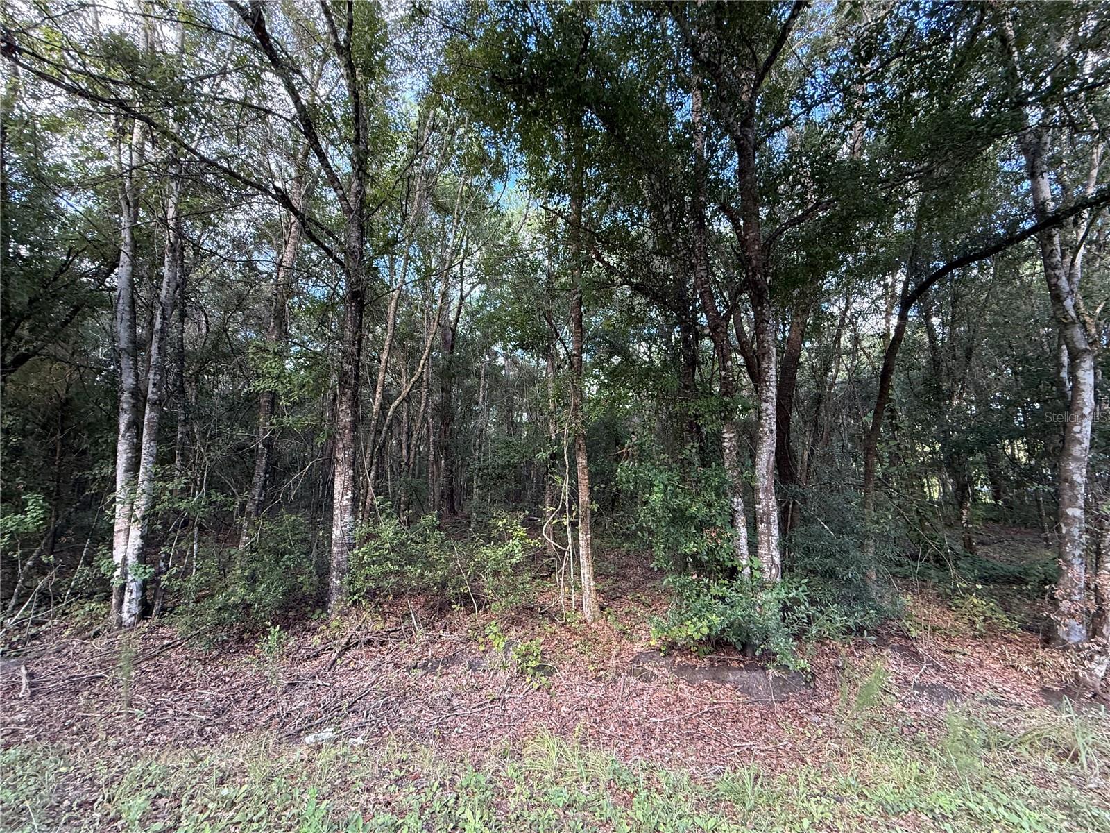 1166 Honeytree St Property Photo 3