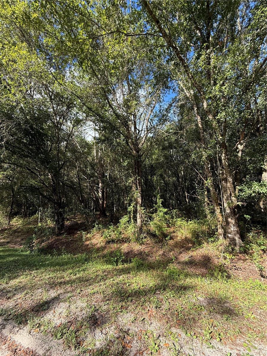 1166 Honeytree St Property Photo 5