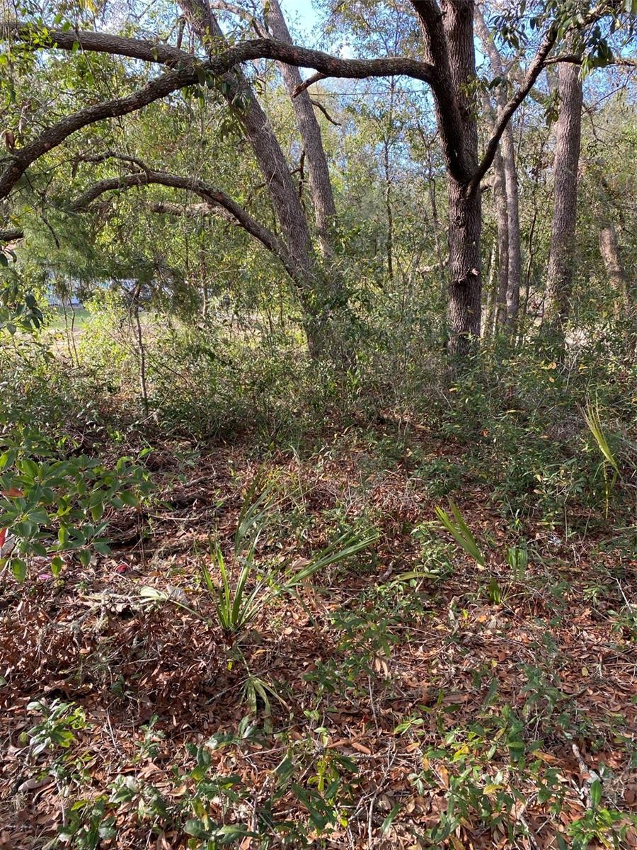 Dogwood Way Property Photo 3