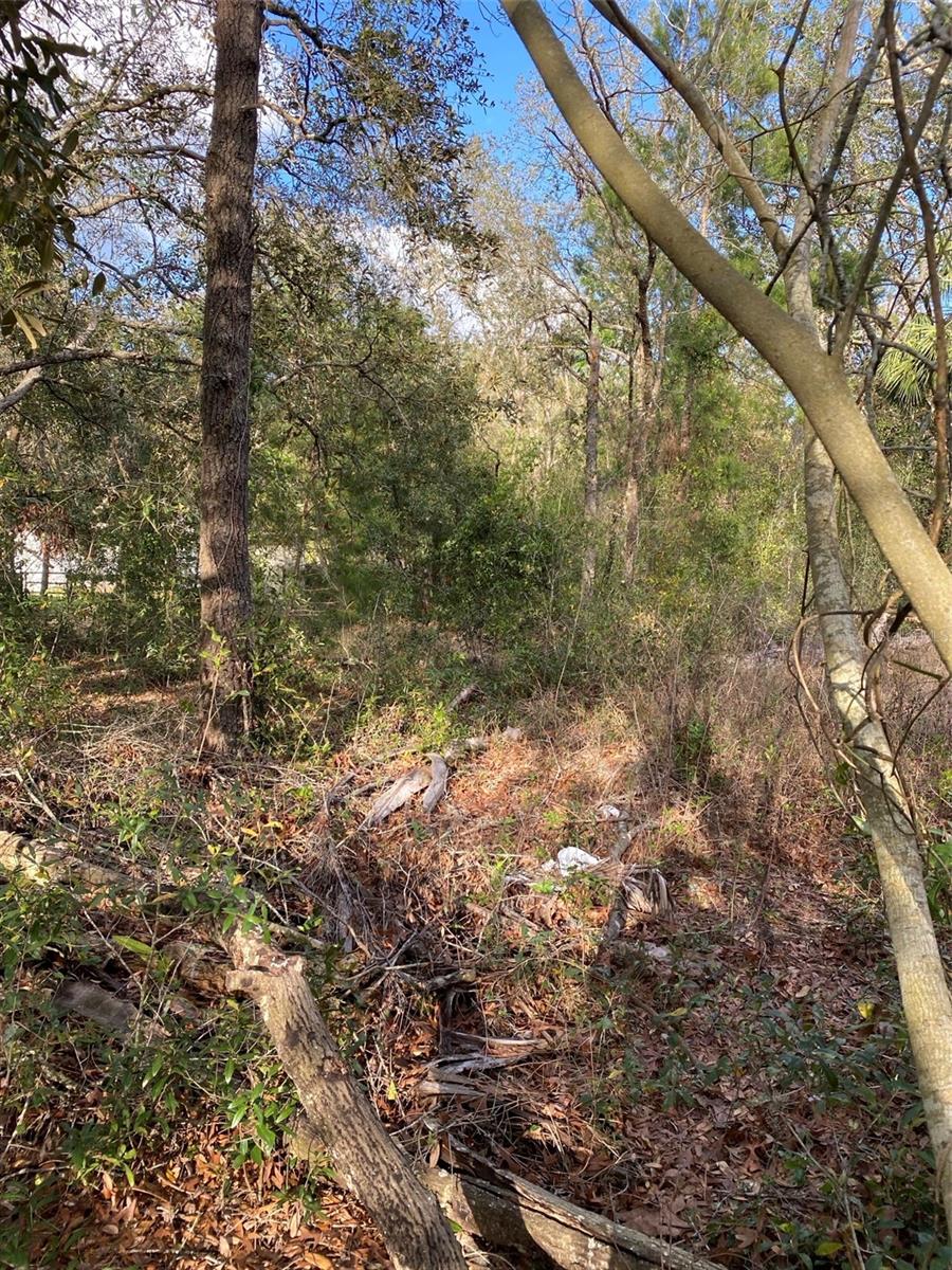 Dogwood Way Property Photo 4