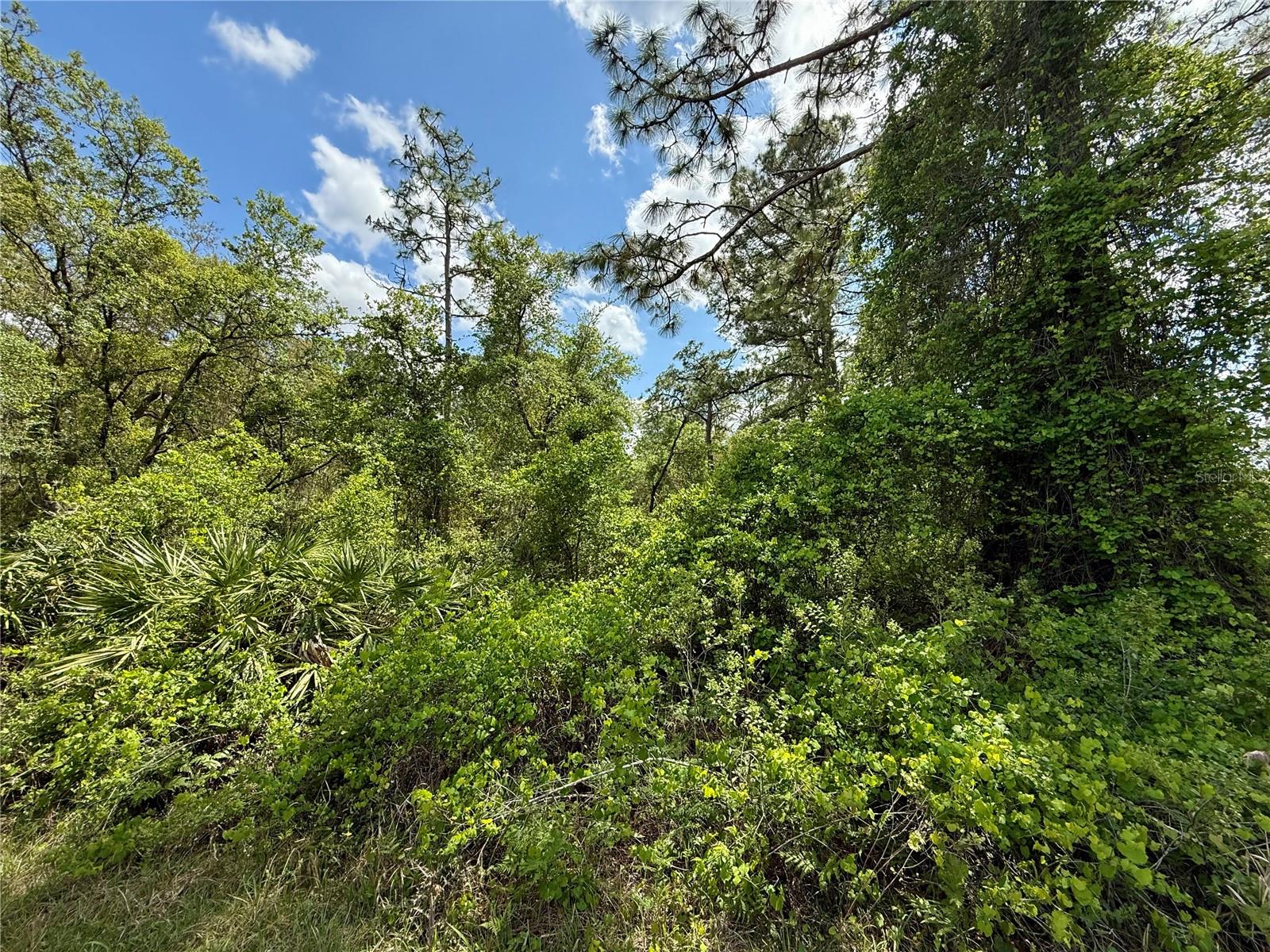 Lot 2 Quince Ave Property Photo 8