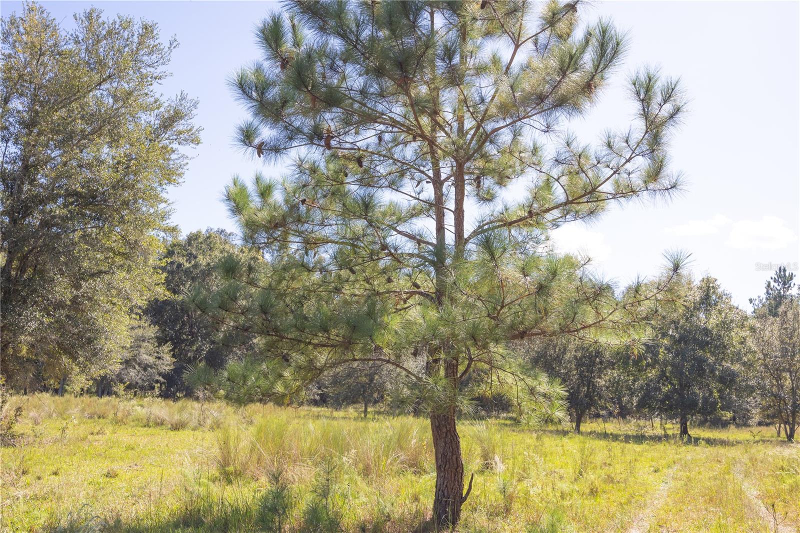 Tbd Cr 673 Property Photo 58