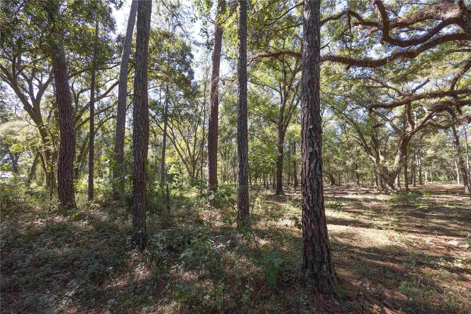 Tbd Cr 673 Property Photo 65