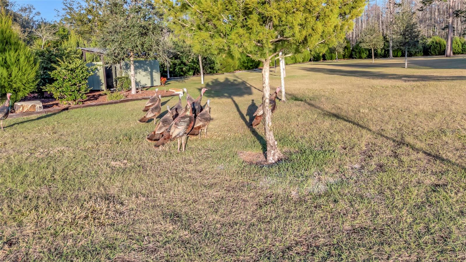 7330 Crabgrass Rd Property Photo 41