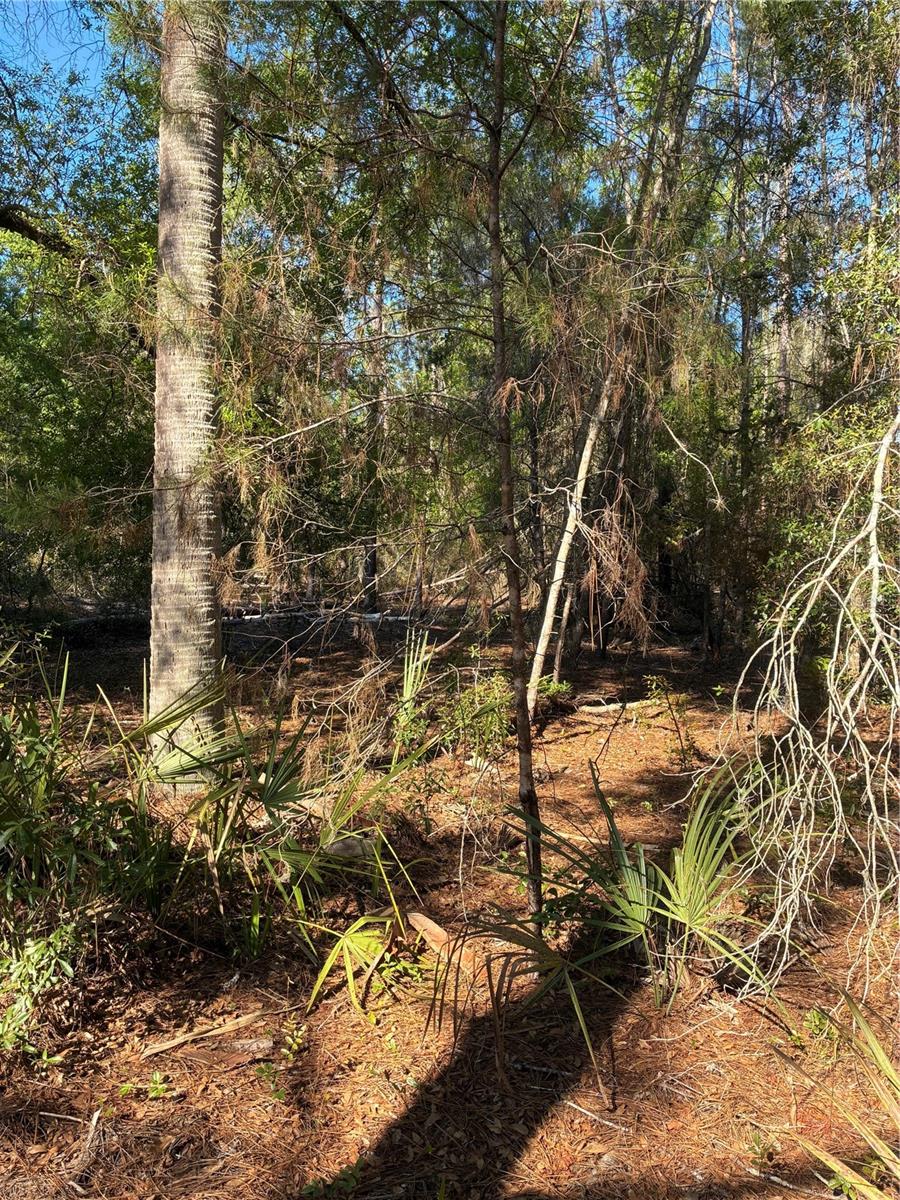 24533 Pink Panther Rd Property Photo 2