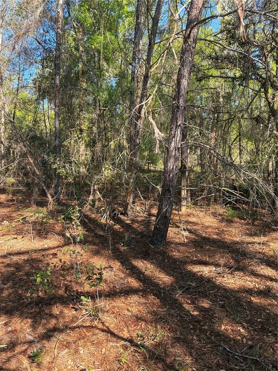 24533 Pink Panther Rd Property Photo 3