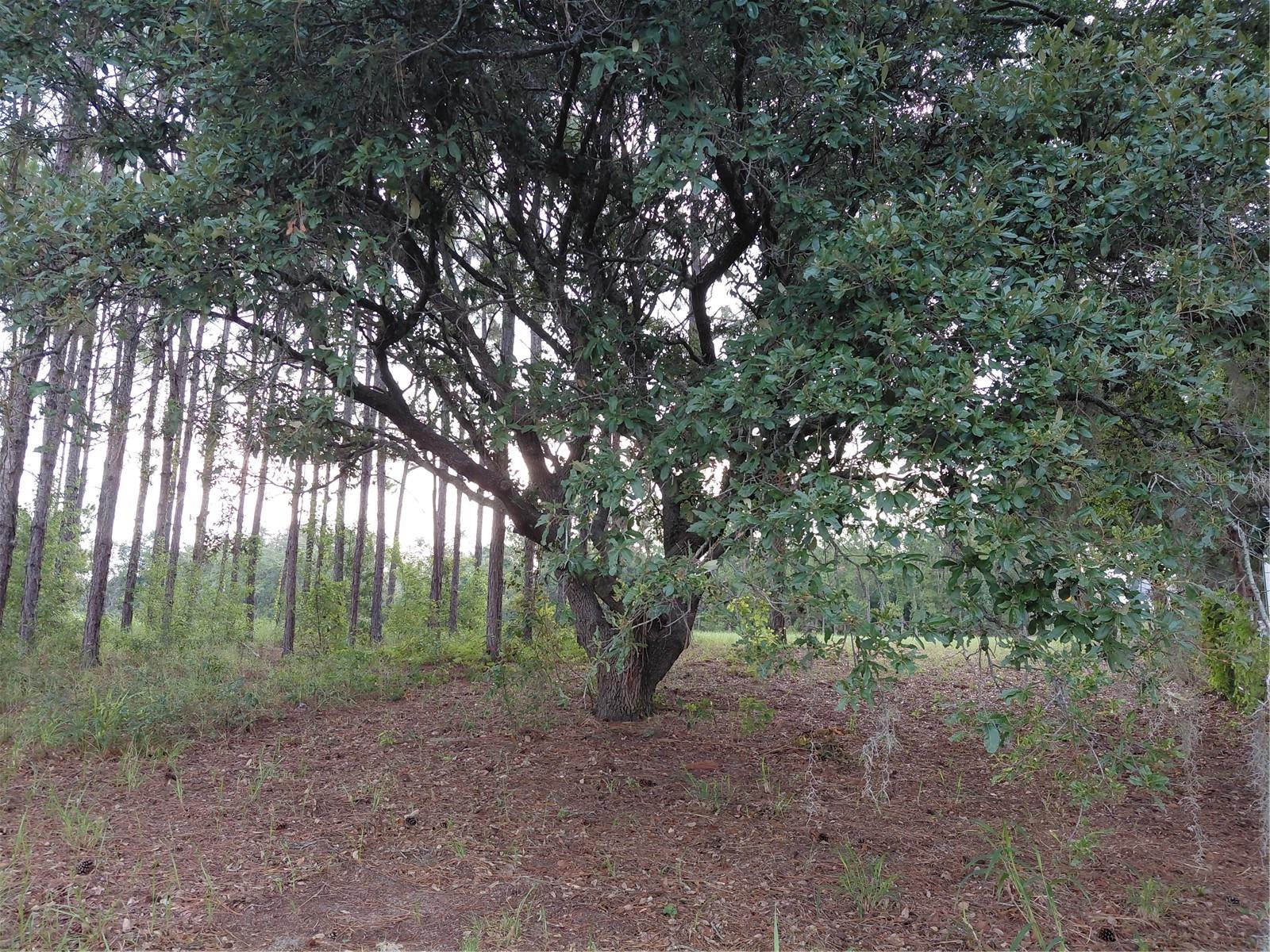14240 Lost Lake Rd Property Photo 8