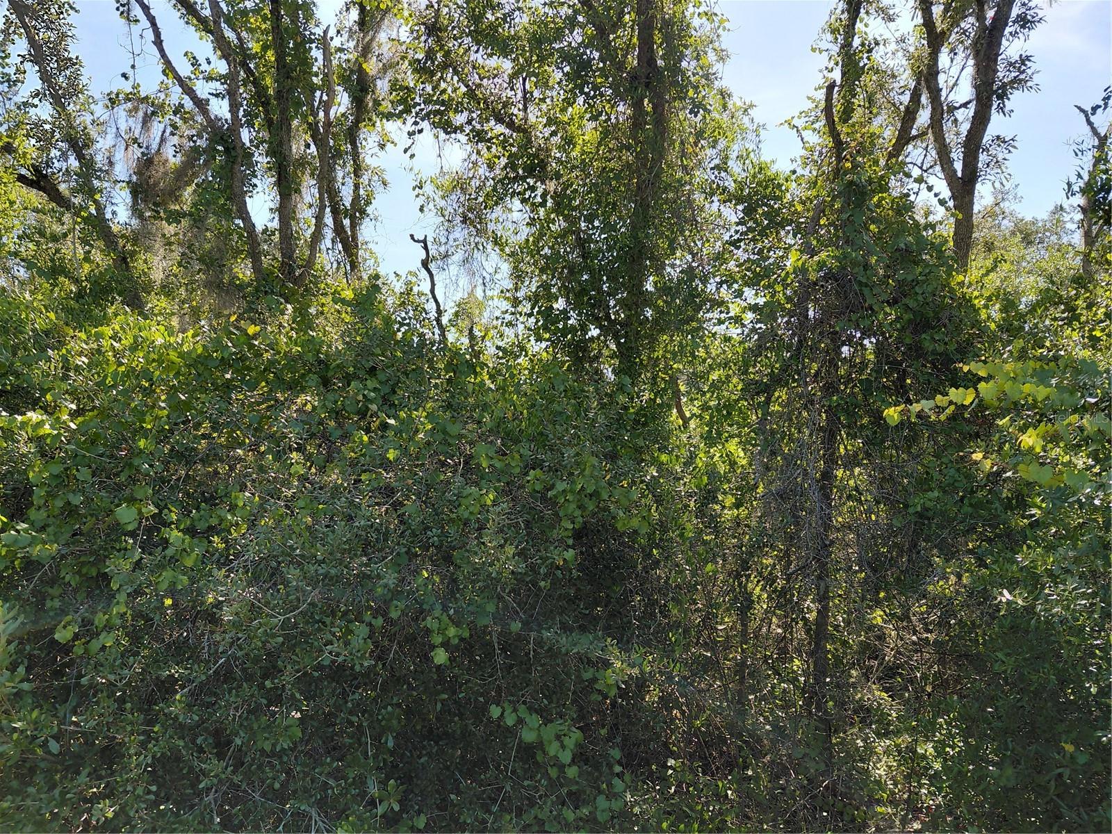 Wheystone Dr Property Photo 4