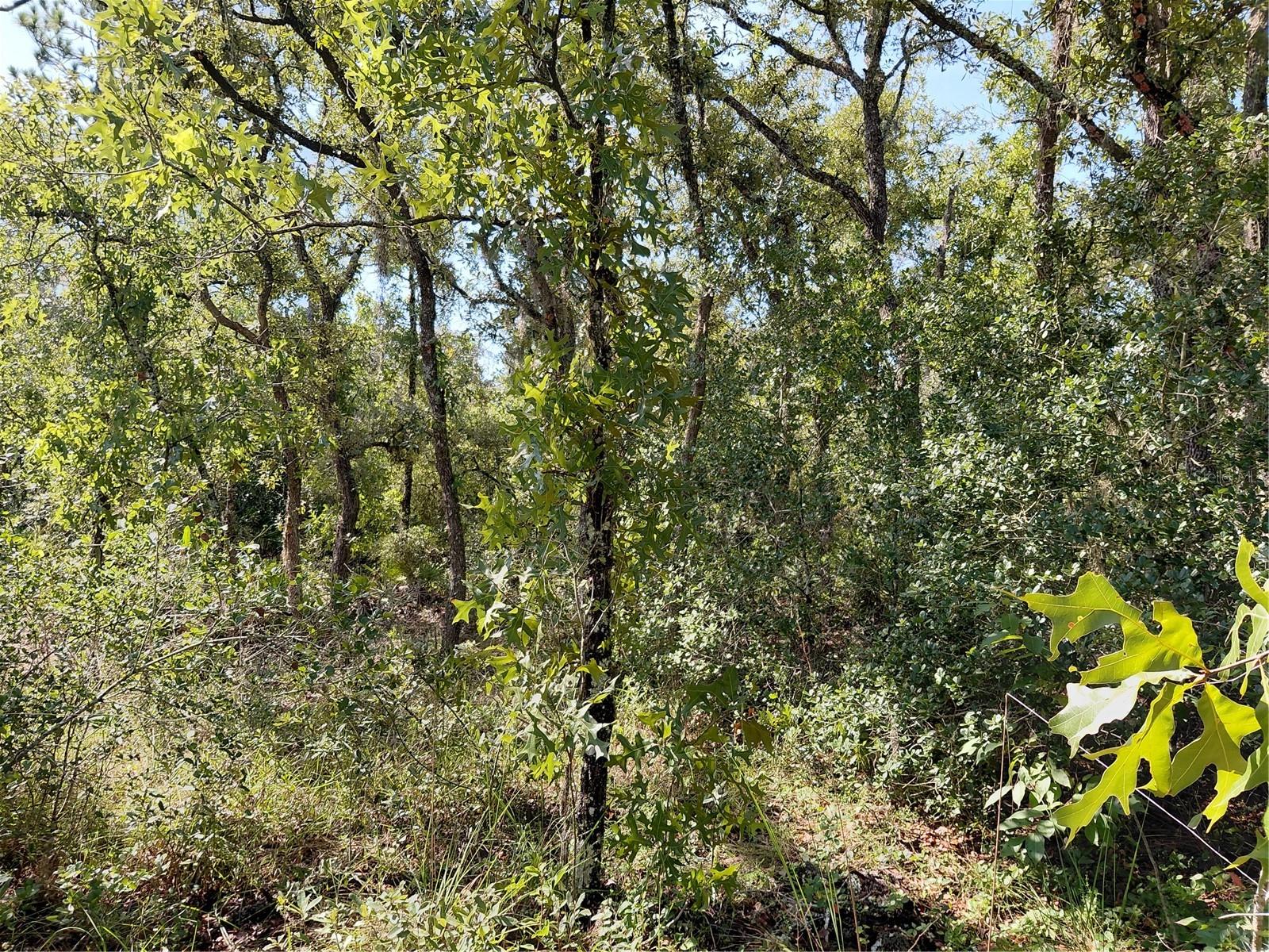 Wheystone Dr Property Photo 8