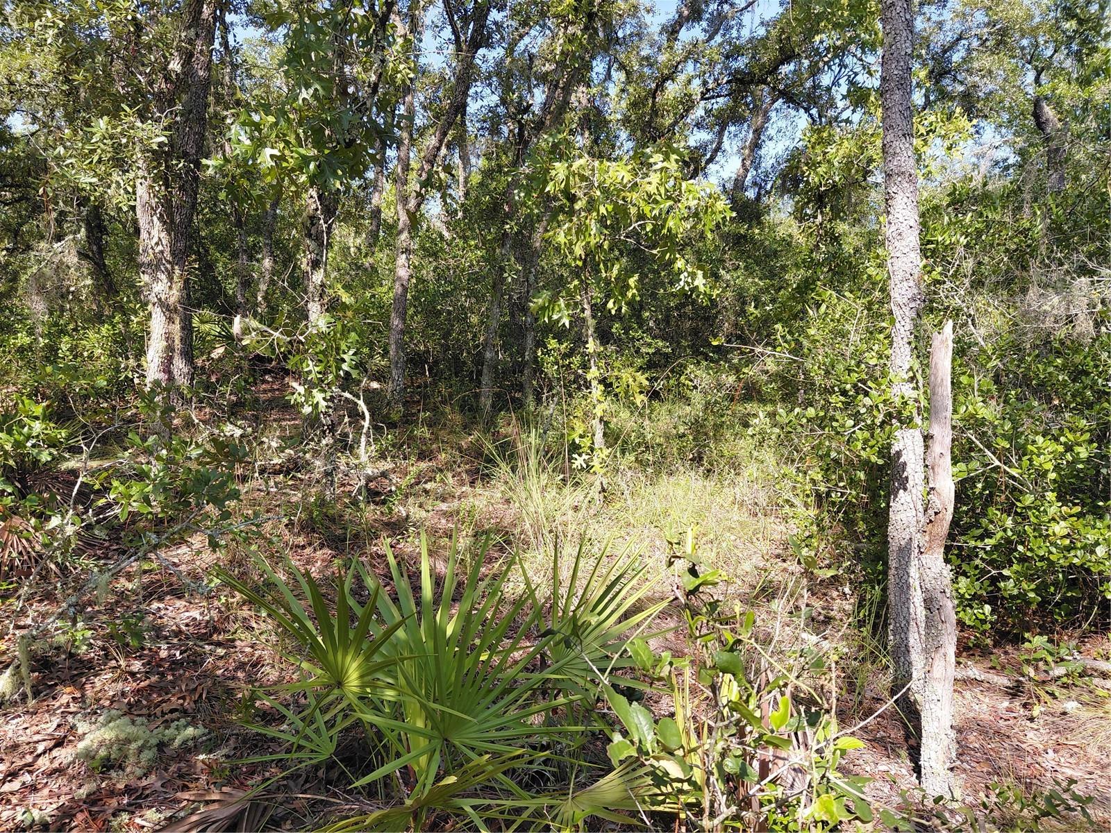 Wheystone Dr Property Photo 9
