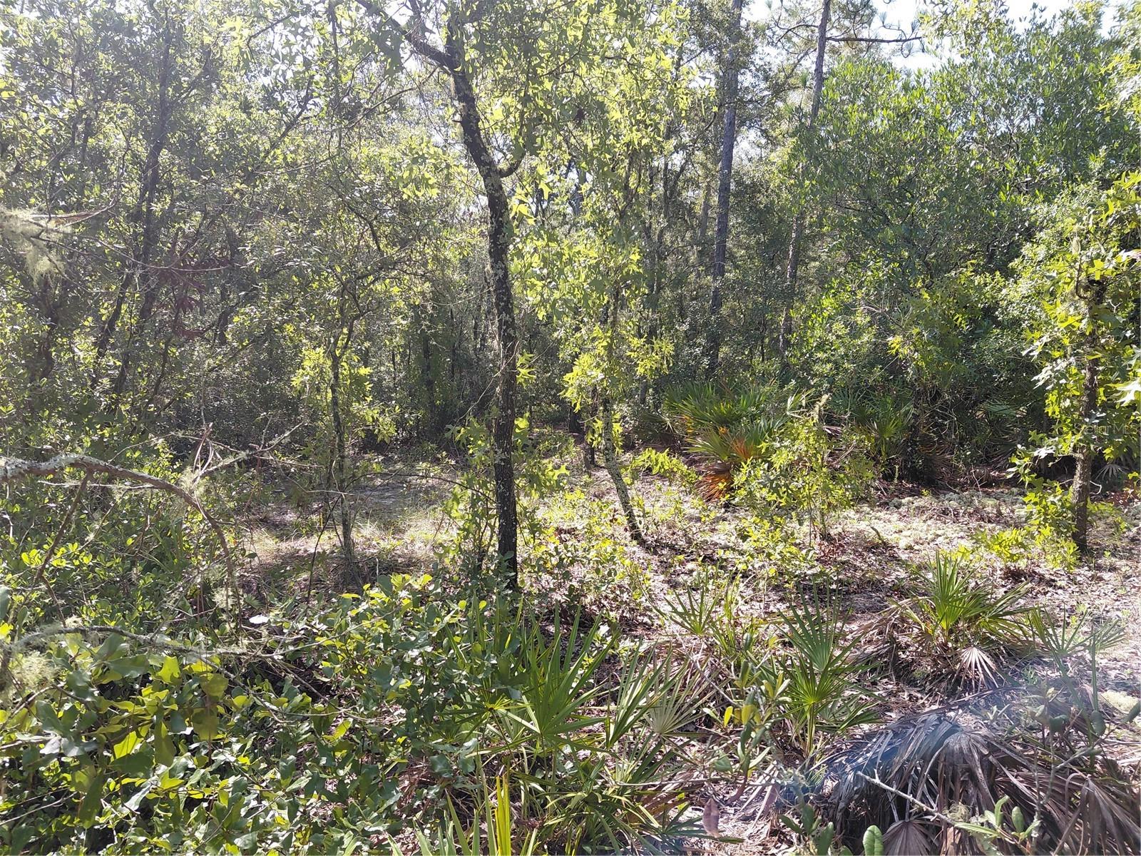 Wheystone Dr Property Photo 10