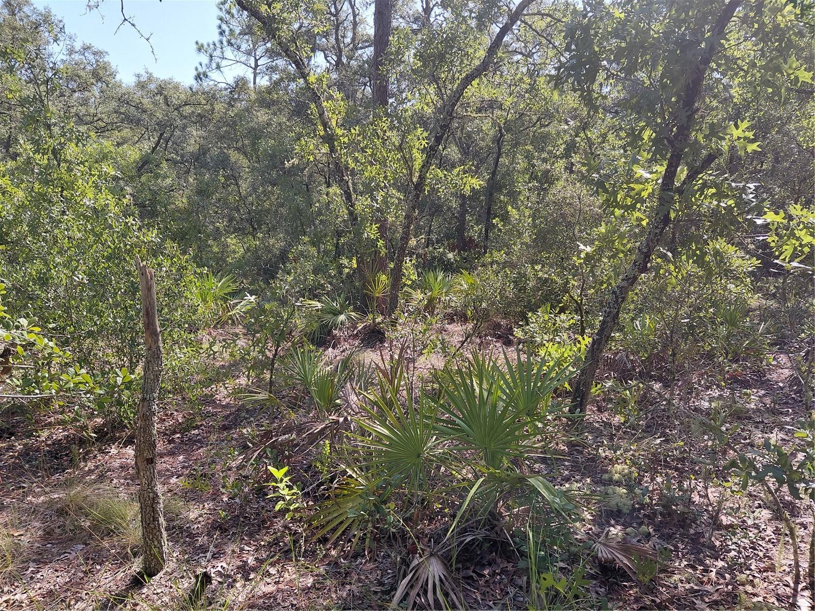 Wheystone Dr Property Photo 12