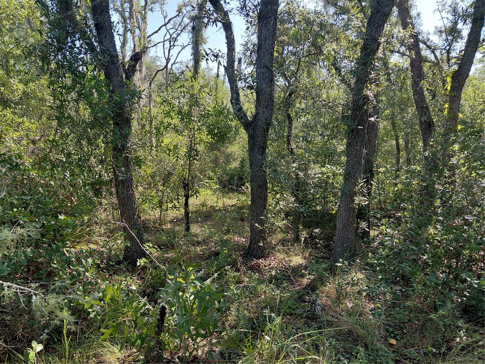 Wheystone Dr Property Photo 15