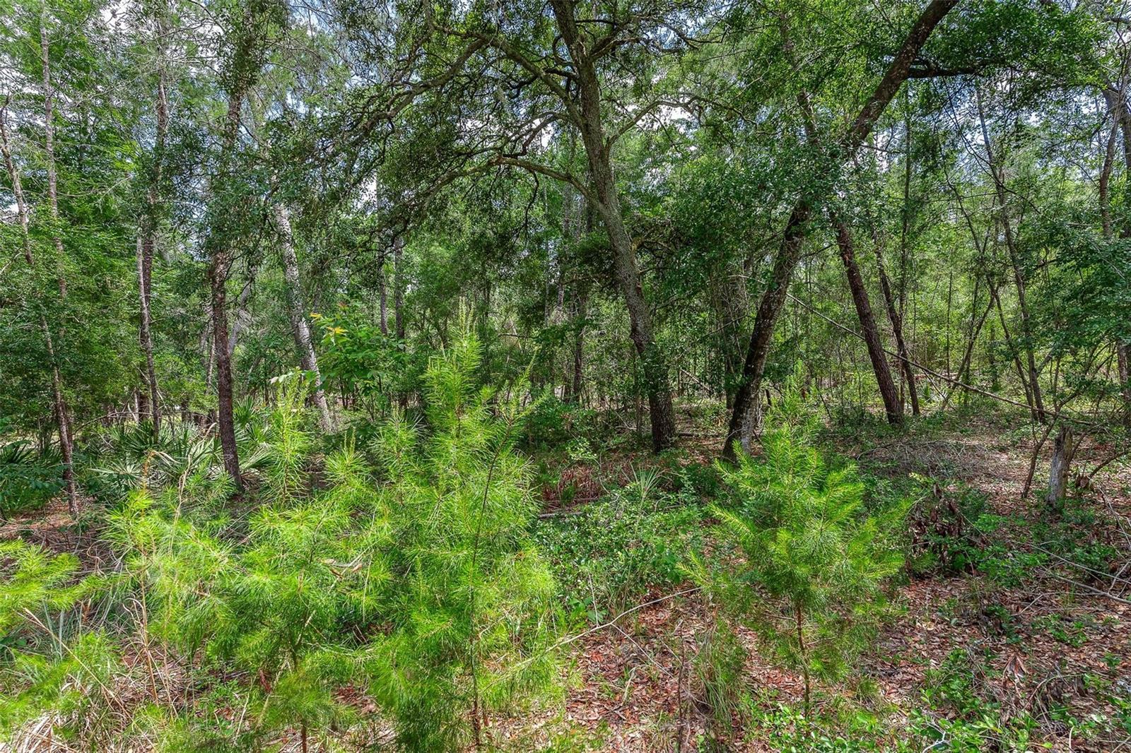 Se 152nd - Lot 16 (ravenswood Rd) Parcel B Pl Property Photo 19