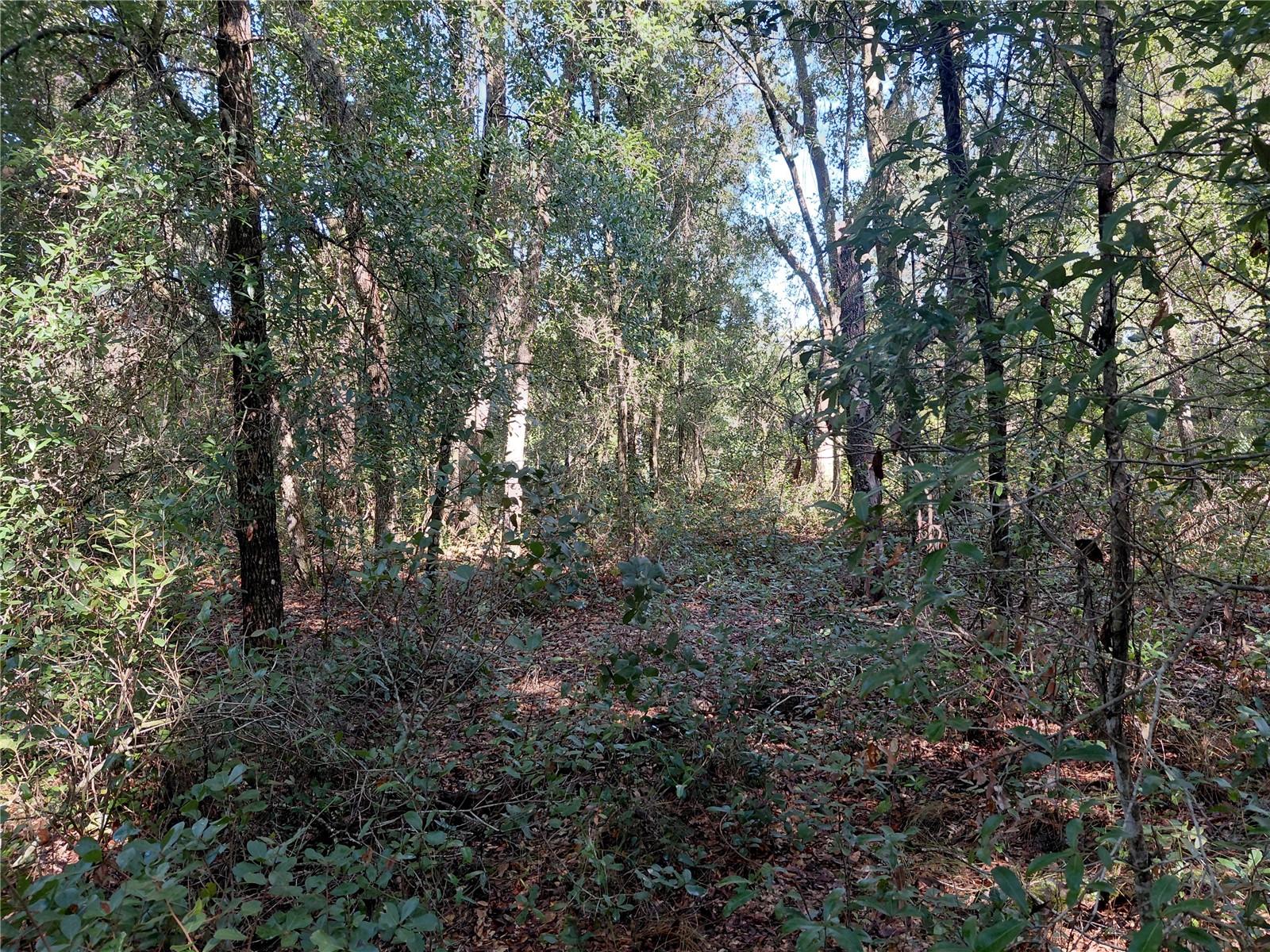 Butternut Dr Property Photo 2